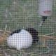 Want to help your children understand why their pregnant mother finds it hard to walk around when the baby's nearly due? Introduce them to a pregnant guinea pig. lol.