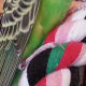 The "quick" is the red line that is visible in the upper half of the nail.