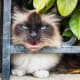 "Hey, cat hater! Your flowerbed is my litter box. Ba-ha-ha-ha."