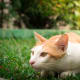 He'll sneak, then pounce. The haters won't even see him coming.