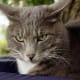 "I see cat pee in your shoes in the very near future."