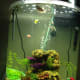 Two fully grown goo tetras in a thirty gallon aquarium.