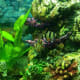 Tiger barbs, when small, have a similar appearance to tetras. But, do not be fooled! These little fish are aggressive and are not tetras.