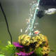 Larger tetras can be housed with different species of gourami