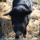 We adopted a four-year old boar the shape of a lean dog, with a lovely personality but serious malnutrition.