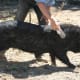 Mr Pig gets a regular brushing, and stretches out to express his delight. He's a miniature pig so brushing him doesn't take long.