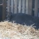 Peppa Pig's first snooze in a comfy bed.
