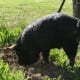 When introduced to a new area for digging, Mr Pig carefully chooses a spot to start work. A curly tail is a sign of a happy pig. Mr Pig is obviously happy. :)