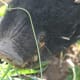 At four years old, Mr Pig has tusks. He has clearly been an active member of a family in the past, however, because he is not at all aggressive - even now that he is well-fed and strong.