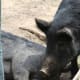 It didn't take long for the boar and sow to become comfortable with each other. lol.