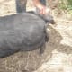 The easiest way to tell if a pig is genuinely tame (as opposed to an owner just saying it is) is to try patting or rubbing it. If it stays still while you brush it, you know you have a good one. :)