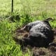 I'm not sure whether it's because he's so happy to have a new fresh area to dig, or whether he wears himself out and needs a rest, but he often lies down on his freshly dug area and rests for a while - before digging again.