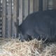 This is the first time Peppa had seen an actual 'bed'. Until she came to us at three years old, she'd always slept outdoors without shelter.