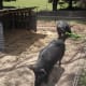 The pigs have their own pen, linked to our large vegetable gardens to the right. During the summer growing period, they stay in their own yard area and we toss grass and vegetables over the fence.