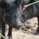 Pigs love to cool down on a hot day. I worry about how hot the ring in the sow's nose must get on a hot sunny day.
