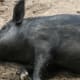 Our pigs are very peaceful and love a snooze in the sun. It is funny to watch as we brush them ... they melt and lie down on the ground. :)