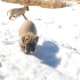 A bullmastiff puppy.