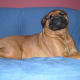 A bullmastiff smile.