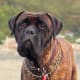 An adult bullmastiff.