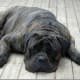 A bullmastiff at rest.