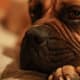 A bullmastiff watching.