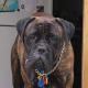A brindle Bullmastiff