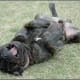 A bullmastiff.