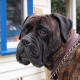 Bullmastiffs do drool.