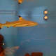 A young Blacktip shark.