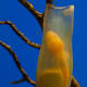 A small spotted Catshark egg sack.