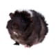 Many Abyssinians can have a little fluffy moustache or beard like this one.