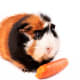 A tortoiseshell and white Abyssinian guinea pig.