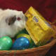 the-abyssinian-guinea-pig