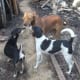 The dogs that did exist in Paleo times were built to hunt with their ancestors and able to withstand famine and disease.
