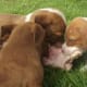 Dogs also had to make do with what scraps were thrown to them.