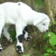 Pongo