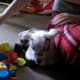 Petey