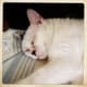 This is Snowball taking a nap. When introducing your cat to a new home, set him up in a quiet room with his bed and toys and keep the door closed until all of your stuff has been moved in and the front door is no longer opening and closing