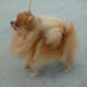 Miniature Pomeranian (a lot of people do not know there is a larger variant of the Pom, and that breed is the actual ancestor of the Pembroke)