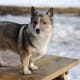 Swedish Vallhund (ancestor of the Cardigan Welsh Corgi)