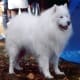 Samoyed (ancestor of the Pembroke)