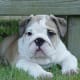 If you do decide on an English Bulldog, be sure to keep the folds on the face clean.