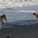 When off the couch, Whippets love to run.