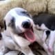 Whippets are one of the best medium-sized dogs for an apartment because they do not bark much.