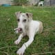 A Whippet puppy can be calm, even outside.