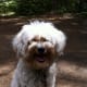 how-to-safely-canoe-with-your-dog