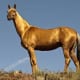 Akhal Teke