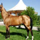 most-unusual-horse-breeds