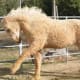 Bashkir Curly