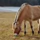 most-unusual-horse-breeds